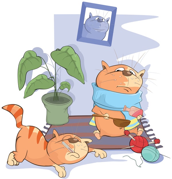 Bir kedi belirtileri