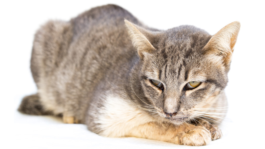 Kedi calcivirosis vardır