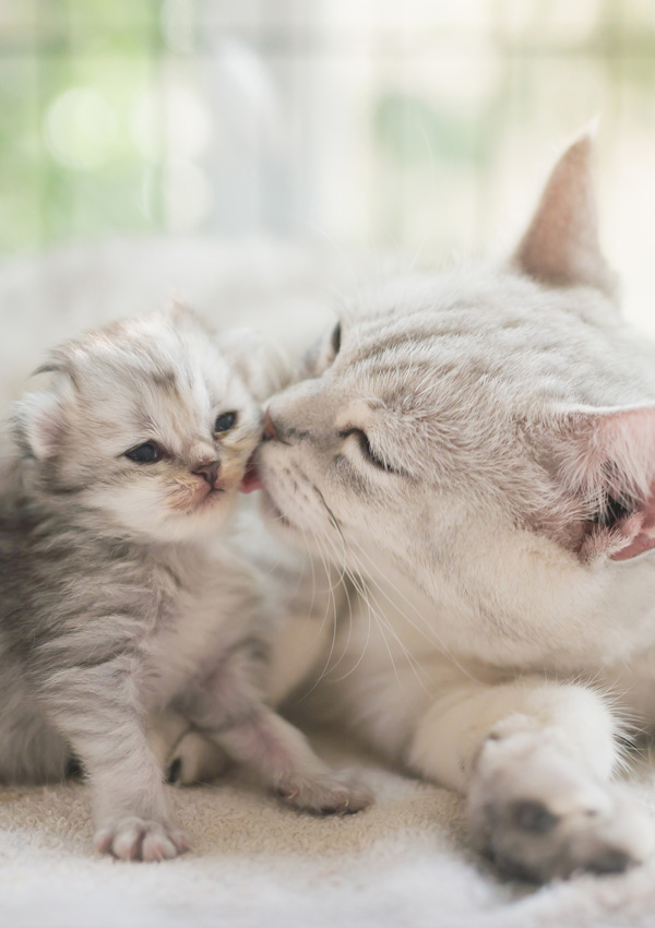 Kedi yavru kediyi öper