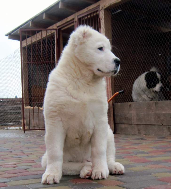 Alabay - Orta Asya Çoban Köpeği - kukla fotoğrafları