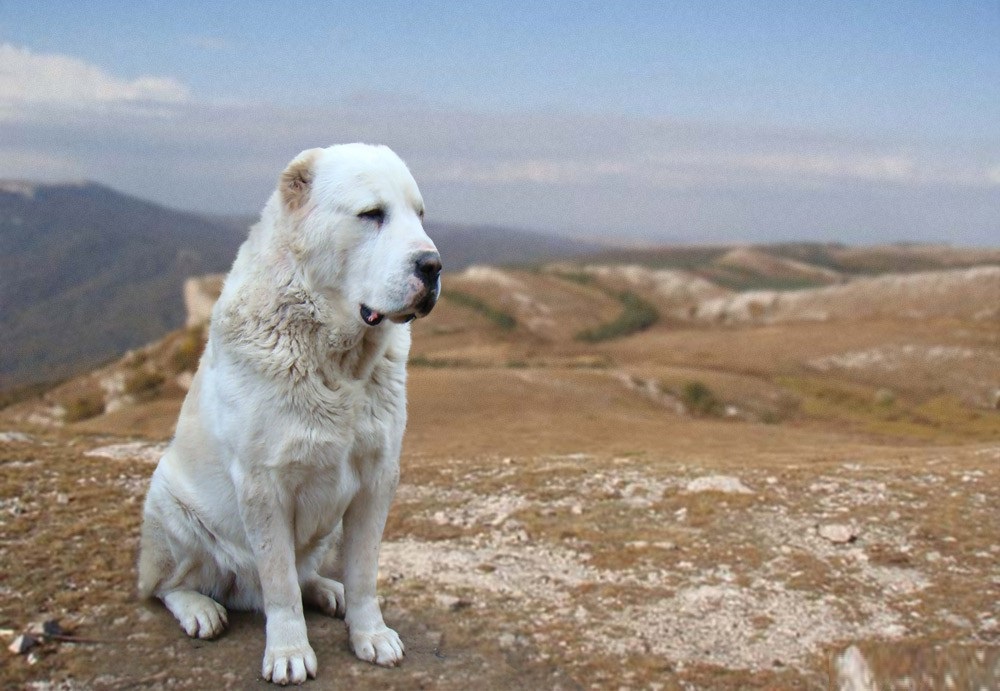 Alabay - Orta Asya Çoban Köpeği - resim
