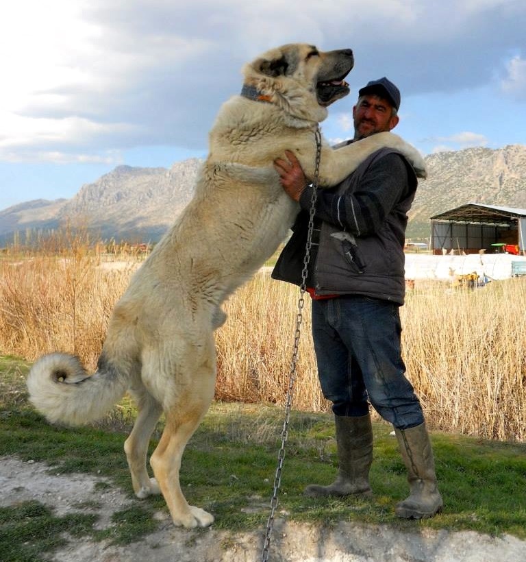 Alabay - Orta Asya Çoban Köpeği - resim