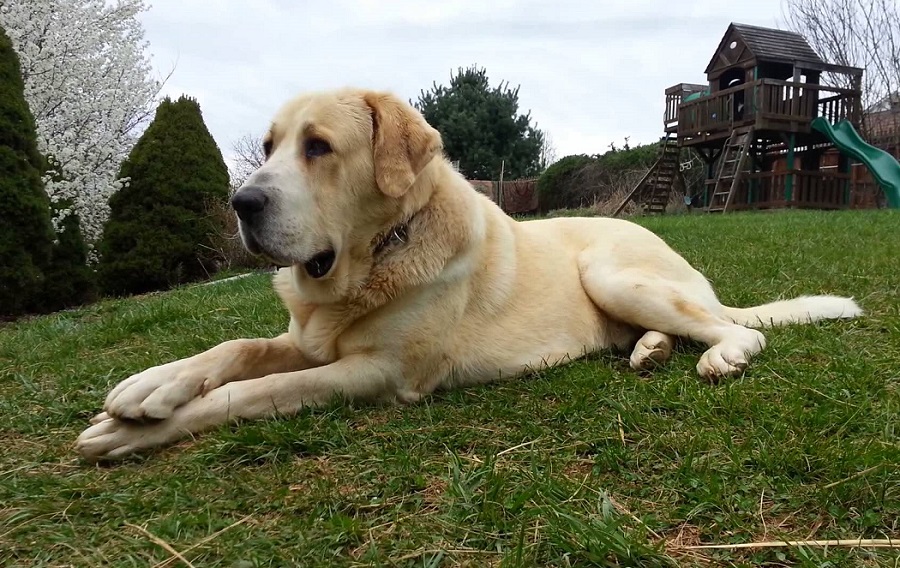 Alabay - Orta Asya Çoban Köpeği - cins fotoğraf