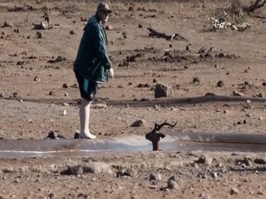 Impala'nın (kara yüzlü antilop) çukurdan kurtuluşu