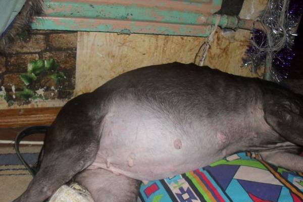 Köpeklerde asit