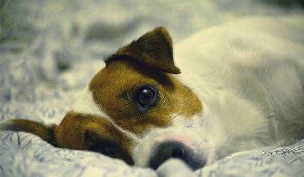 Köpeklerde asit belirtileri