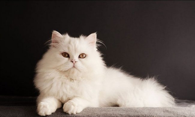 Beyaz kedi hiç şüphesiz herhangi bir evi dekore edecek ve sahiplerine neşe ve mutluluk verecektir