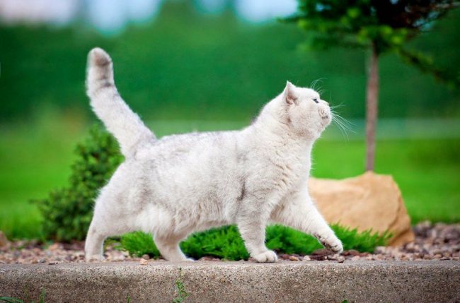 Beyaz bir kedi genellikle işitme sorunları ile doğar