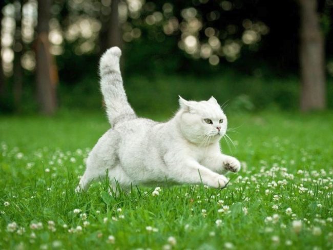 Uçan İngiliz Beyaz Kedi