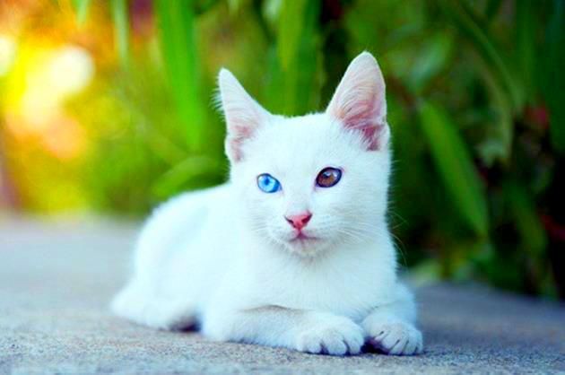 Etolojistlere göre, farklı gözlere sahip beyaz bir kedi tam bir öngörülemezliktir. Karakterinde çok hızlı bir şekilde değişir, neyin dikkatini çekeceğini asla anlamaz.