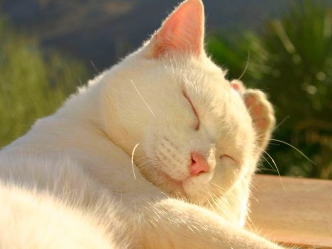Şık beyaz bir kedi ceketi için özen gösterilmesi gerekiyor