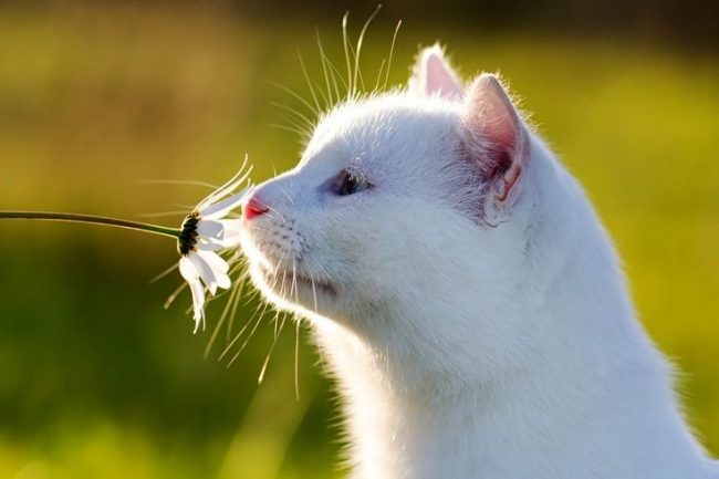Bazı beyaz kedi ırklarının gözleri ile ilgili problemleri var - bunlar sulu. Cüruflu deşarj olabilir.