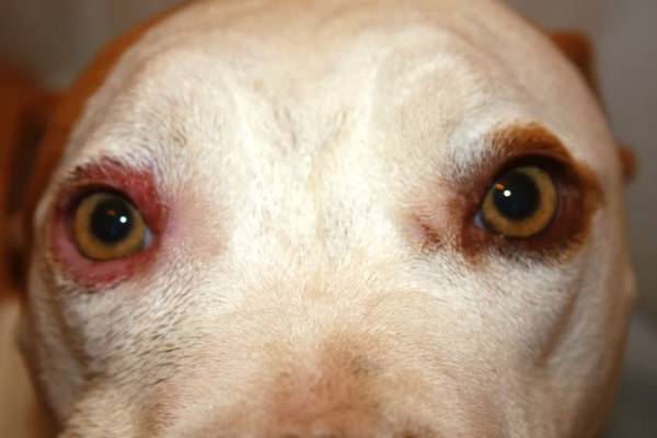 Köpeklerde blefarit