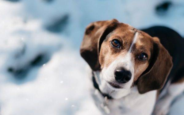 Kışın köpek