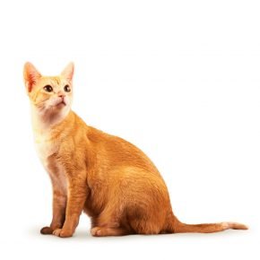 Seylan cins kedi