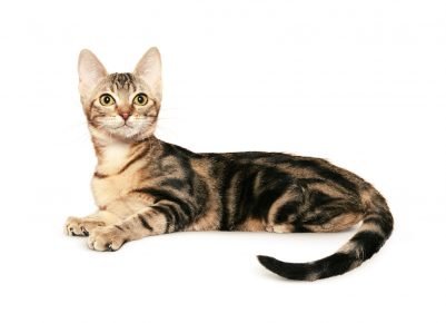 Seylan kaplumbağa kedi