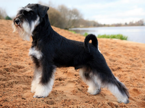 Minyatür schnauzer nasıl beslenir makaleyi okuyun
