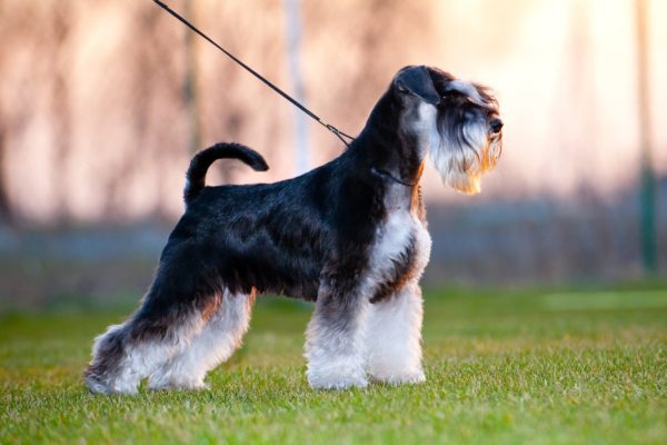 Minyatür schnauzer nasıl beslenir
