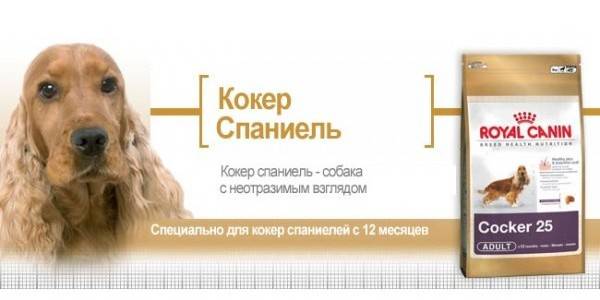 Cocker spaniel için kuru gıda