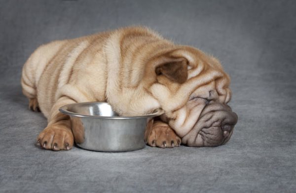 Sharpei ne beslenir