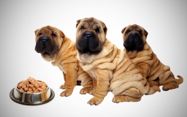 Sharpei nasıl beslenir makaleyi okuyun