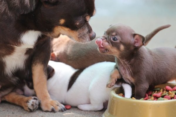 Sevimli köpekler