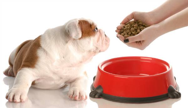 Kırmızı bir kase köpek
