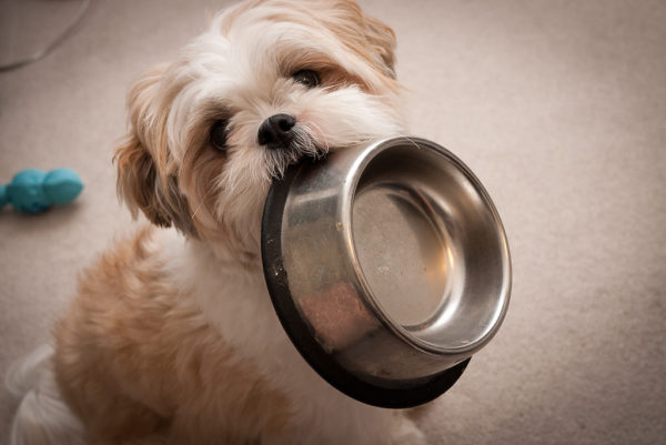 Shih Tzu nasıl beslenir