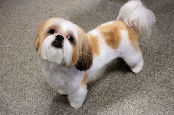 Shih Tzu nasıl beslenir makaleyi okuyun