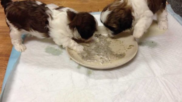 Shih Tzu ye