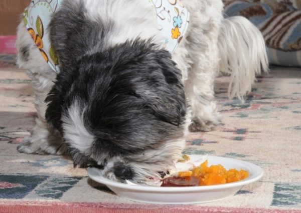 Shih Tzu Doğal Diyet
