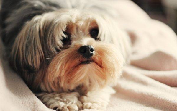 Shih Tzu için en iyi kuru gıda