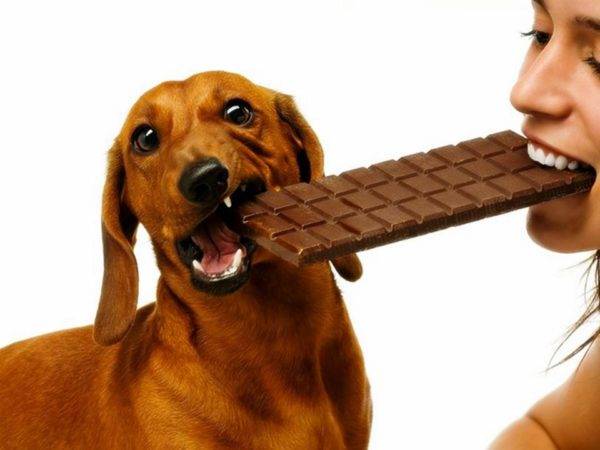 Köpek tatlı olmamalı