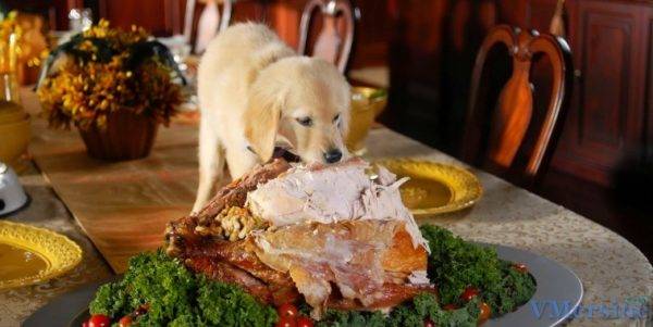 Bir köpeği ne besleyemez