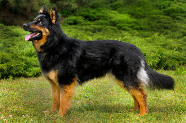 Çek çoban köpeği