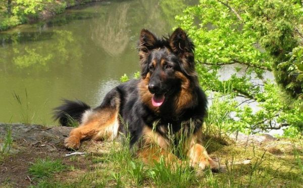 Göle yakın Çek çoban köpeği