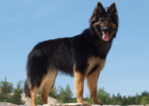 Çek çoban köpeği cins tanımı