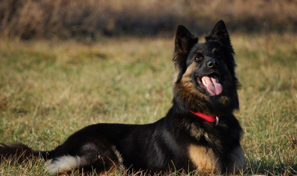Çek çoban köpeği yatıyor