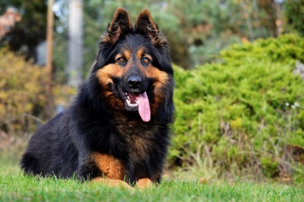 Çek çoban köpeği diliyle takılıyor