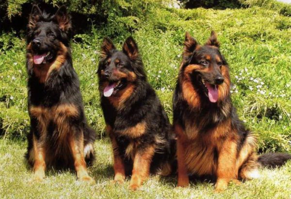 Çek çoban köpekleri