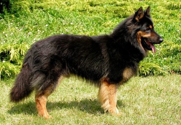 Çek çoban köpeği yürüyüşe