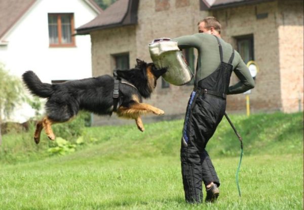 Çek çoban köpeği atlama