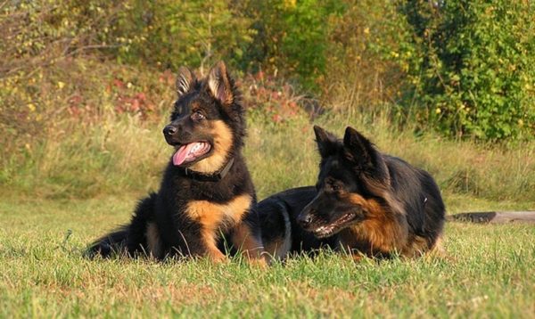 Çek Çoban Köpeği