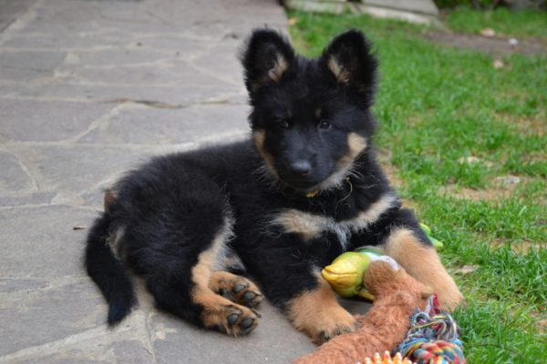 Çek çoban köpeği yavru