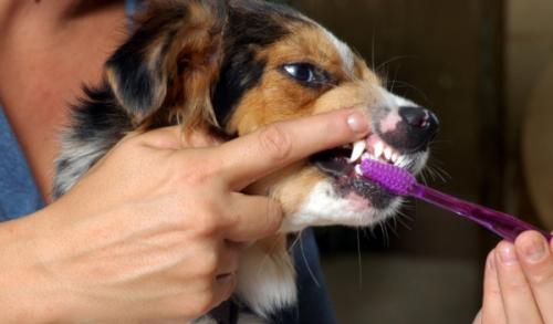 Köpek fırçalama