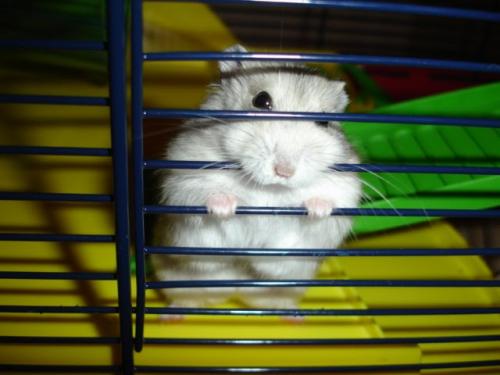 Bir hamster kaçarsa ne yapmalı