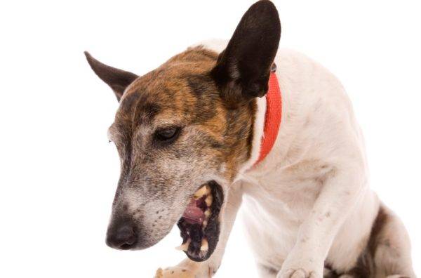 Köpeğin sıkışmış bir kemiği varsa ne yapmalı