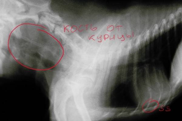 Tavuk kemiği köpeğe sıkıştı