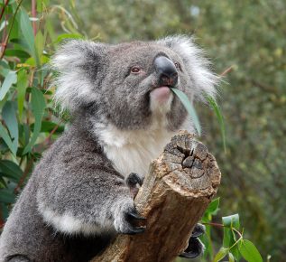 Koala öğle yemeği yiyor