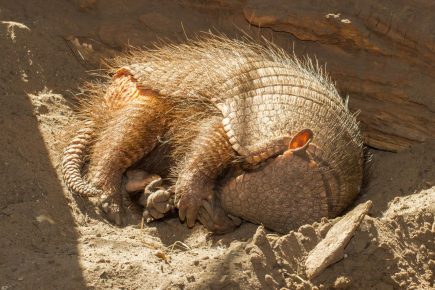 Armadillo uyuyor